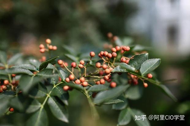 种植花椒_致富_致富花椒种植技术视频_花椒种植赚钱吗