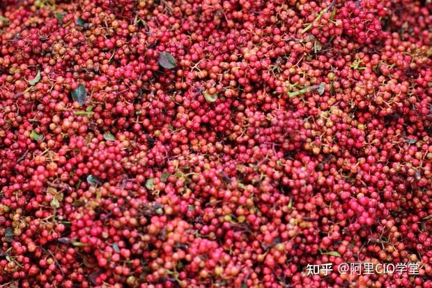 花椒种植赚钱吗_种植花椒_致富_致富花椒种植技术视频