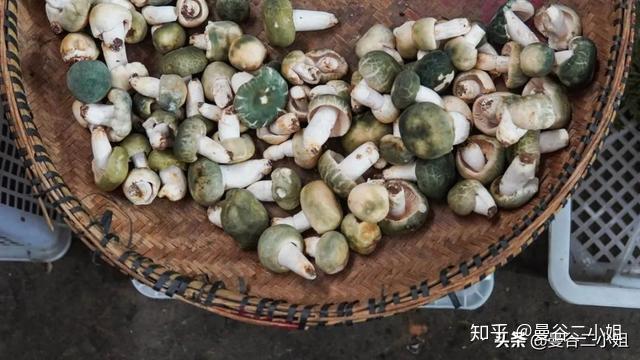 菌类种植视频_菌类种植技术视频_菌子种植技术视频