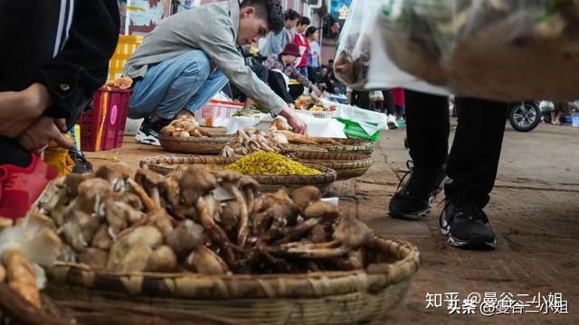 菌类种植视频_菌子种植技术视频_菌类种植技术视频