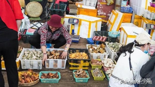 菌类种植技术视频_菌子种植技术视频_菌类种植视频