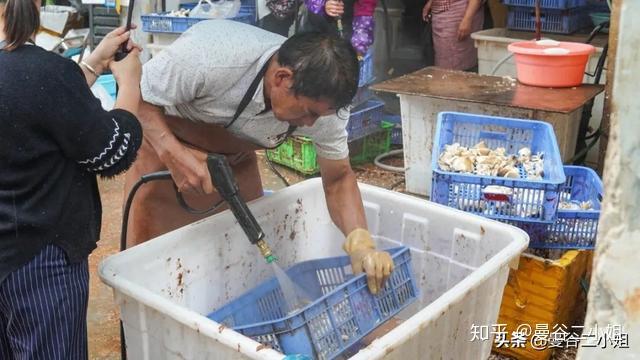 菌类种植视频_菌子种植技术视频_菌类种植技术视频