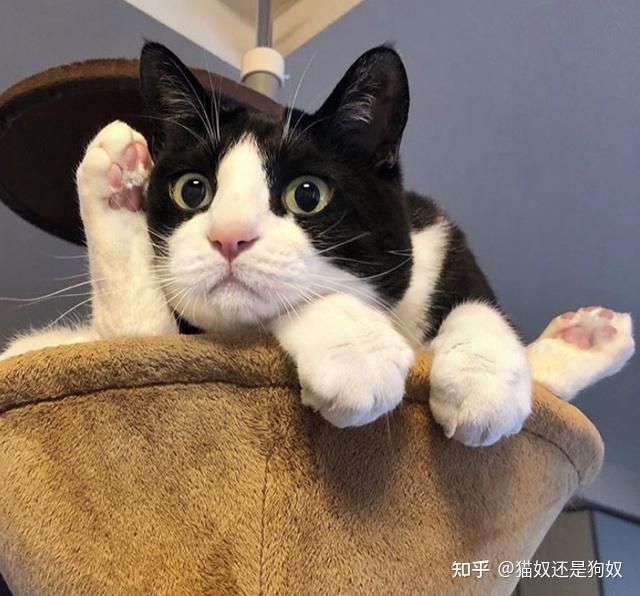 为什么劝你别养“奶牛猫”？因为它会打破你对猫咪的认知