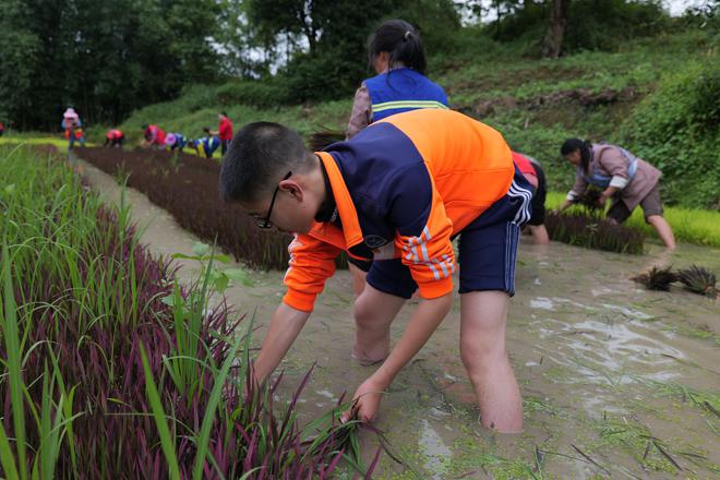 云南牛仔种植致富_云南牛仔种植致富_云南牛仔种植致富