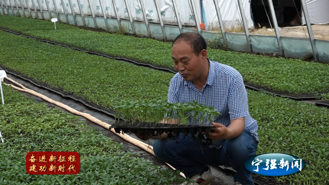 种植致富新项目_种植种苗致富 新闻_种植致富案例