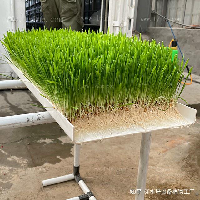 种草致富经_农村种植致富能手事迹材料_致富能手种植什么草