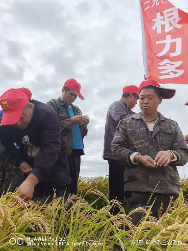 寒葱种植技术视频_寒葱种植致富_致富种植寒葱图片