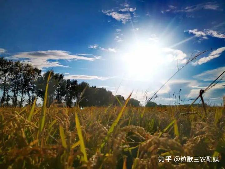 致富种植寒葱图片_寒葱种植致富_寒葱种植技术视频