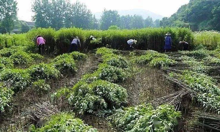 荒山种植致富项目_开发荒山种植_利用荒山致富视频