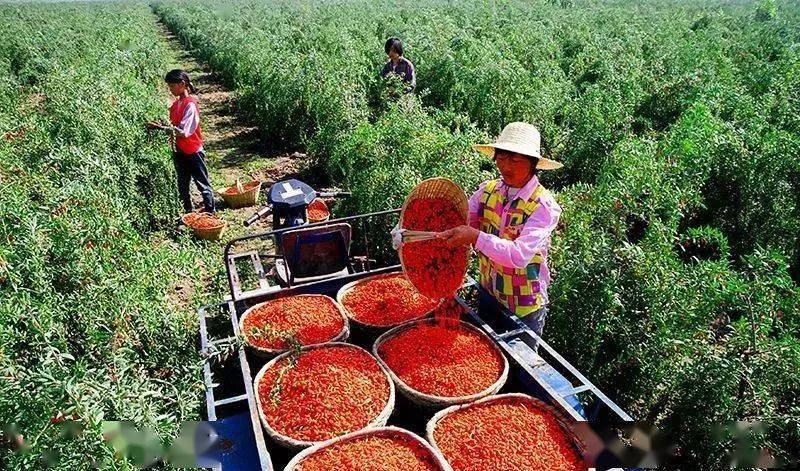 开发荒山种植_荒山种植致富项目_利用荒山致富视频