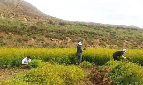 荒山种植致富项目_利用荒山致富视频_开发荒山种植