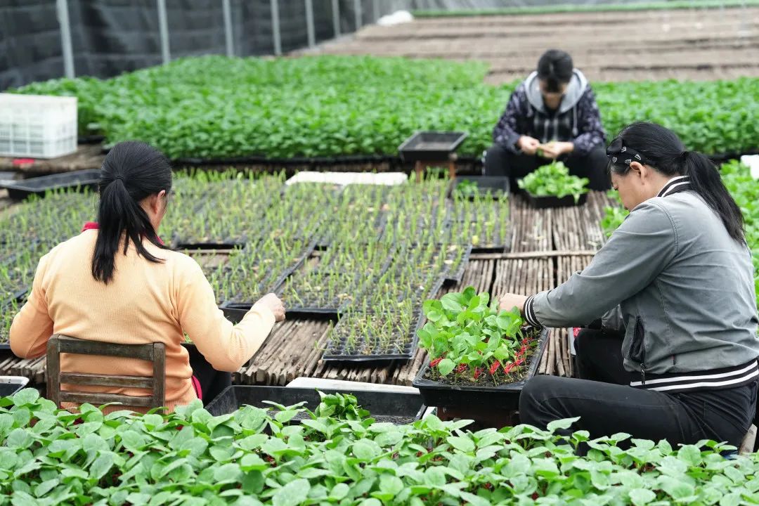 种植致富案例_种植致富新项目_种植种苗致富 新闻