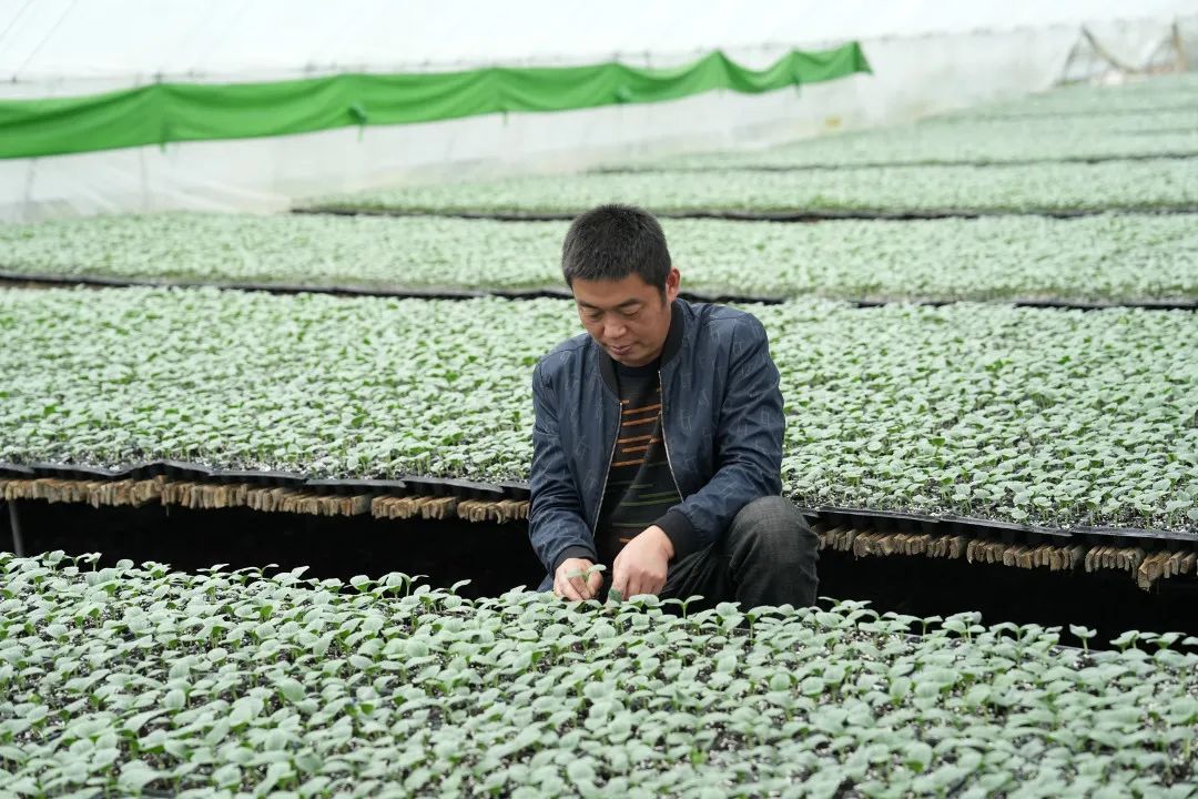 种植种苗致富 新闻_种植致富案例_种植致富新项目