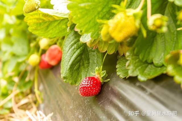 大棚有机草莓种植技术_大棚种植草莓的方法步骤视频_大棚种植机草莓技术有几种
