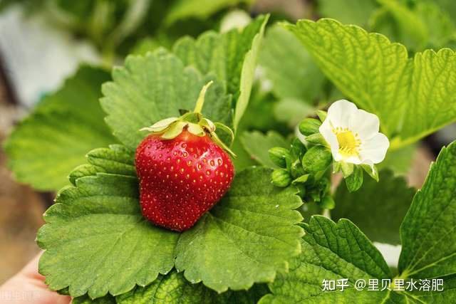 大棚有机草莓种植技术_大棚种植草莓的方法步骤视频_大棚种植机草莓技术有几种