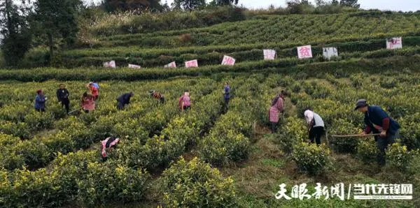 「四新四化蹲点采访」铜仁沿河土坪村：“黄金芽”村的致富经