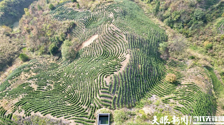 三都县九阡镇：荒山变金山，九阡兰懂茶山成了百姓致富“靠山”