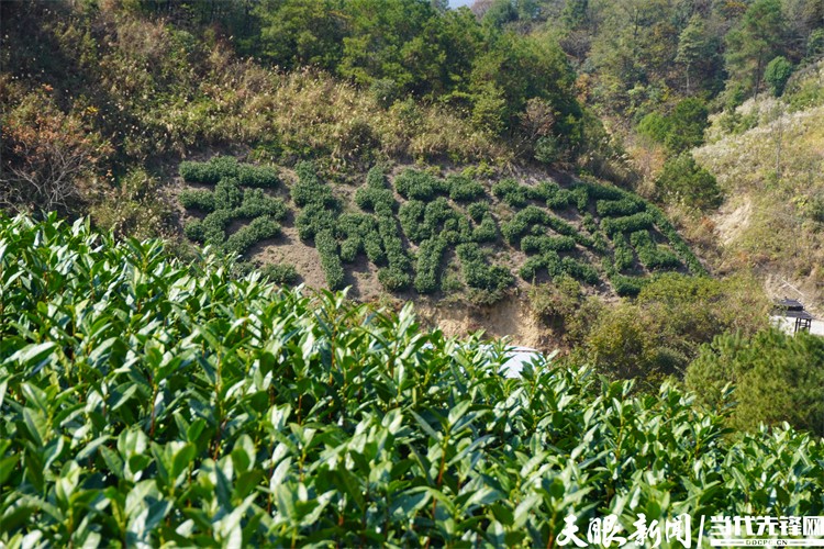 致富种植茶园项目简介_种植茶园致富项目_致富种植茶园项目有哪些