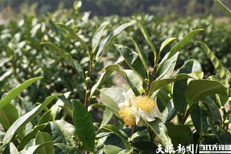 种植茶园致富项目_致富种植茶园项目简介_致富种植茶园项目有哪些