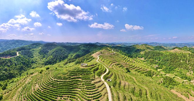 湖北郧阳：茶旅融合赋能乡村振兴  小小茶树致富一方乡亲