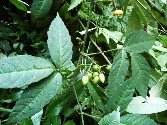 种植食用菌致富_三叶青种植致富经_有机质蔬菜特色种植的致富故事