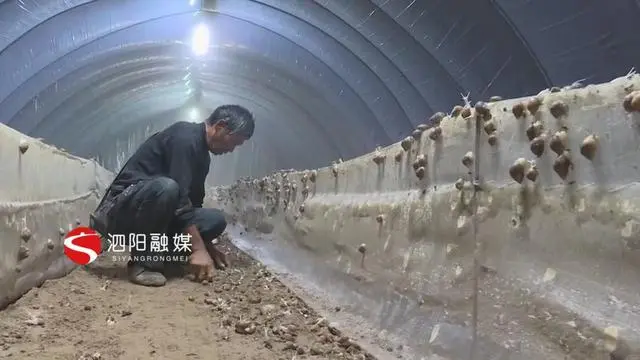 大棚养殖蜗牛致富_致富蜗牛养殖大棚视频_蜗牛养殖大棚怎么搭