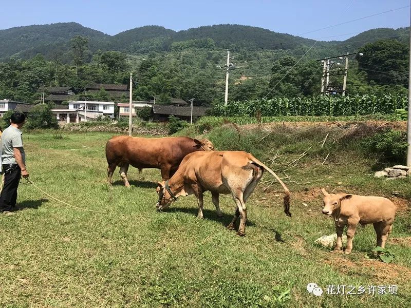 养“扶贫牛”  走致富路