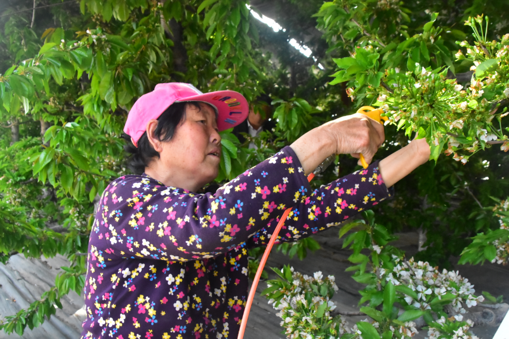 铜川市王益区：大樱桃结成村民致富“金豆豆”