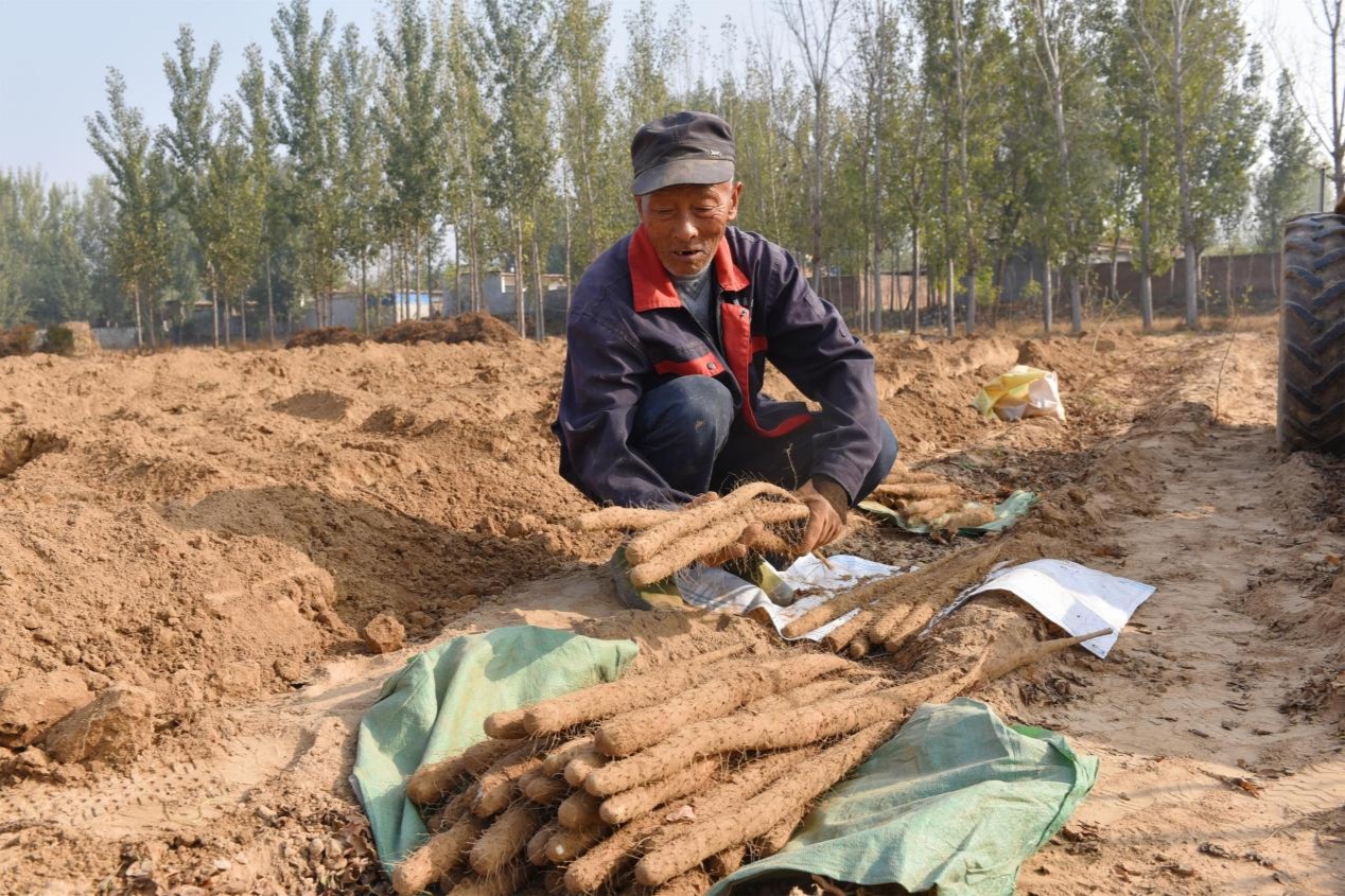 河北景县：山药特色种植 拓宽农民致富路