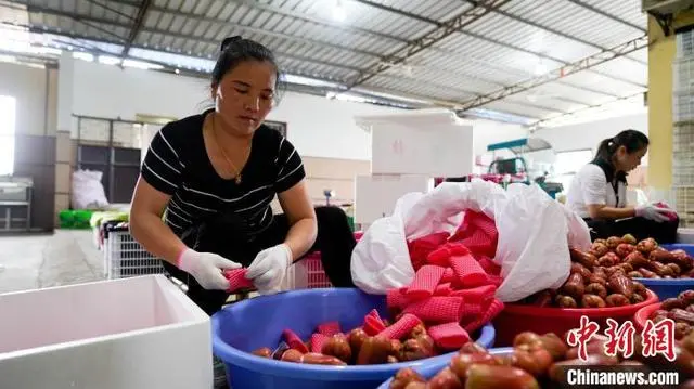 种植种苗致富 新闻_新闻致富种植种苗是真的吗_新闻致富种植种苗是骗局吗