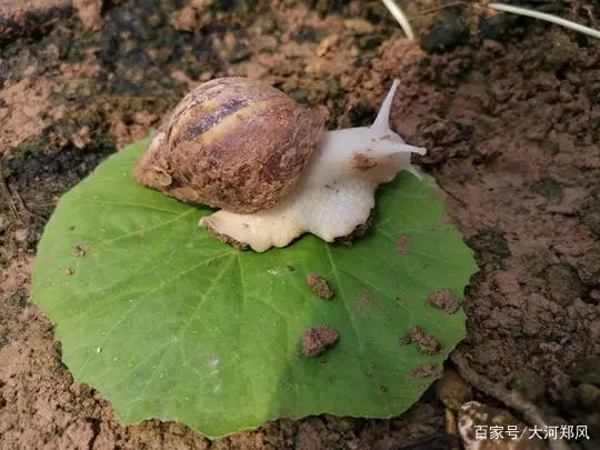 大棚蜗牛养殖技术视频_大棚养殖蜗牛致富_致富蜗牛养殖大棚图片