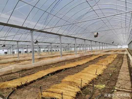 致富蜗牛养殖大棚图片_大棚养殖蜗牛致富_大棚蜗牛养殖技术视频
