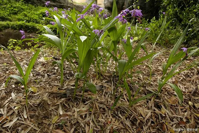 种植白芨技术_中药材白芨种植技术_白芨种植技术白芨种植方法