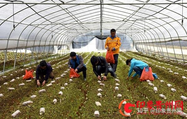 贵州黔西：小小羊肚菌  致富大产业