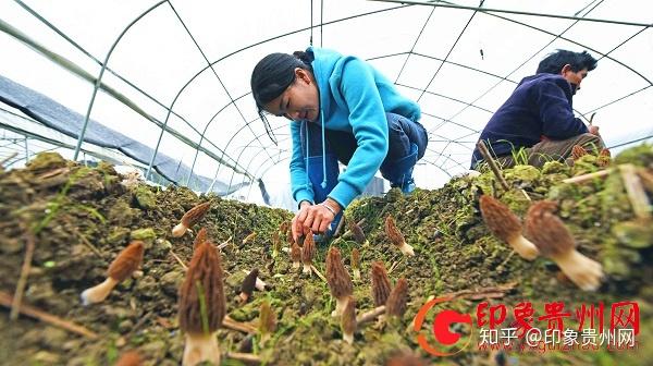 寒葱的种植_寒葱种植致富_寒葱种植技术视频