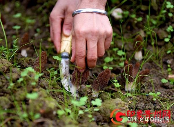 寒葱的种植_寒葱种植技术视频_寒葱种植致富