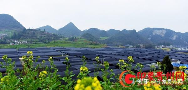 寒葱种植致富_寒葱种植技术视频_寒葱的种植