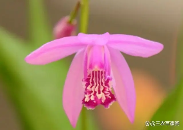 农学堂：白芨种植技术及亩收益