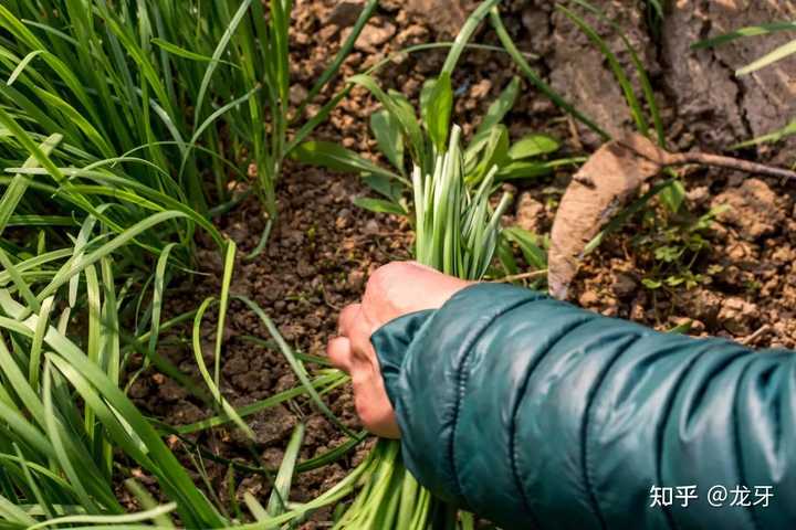 韭黄种植技术和利润_韭黄栽培技术_致富经韭黄栽培