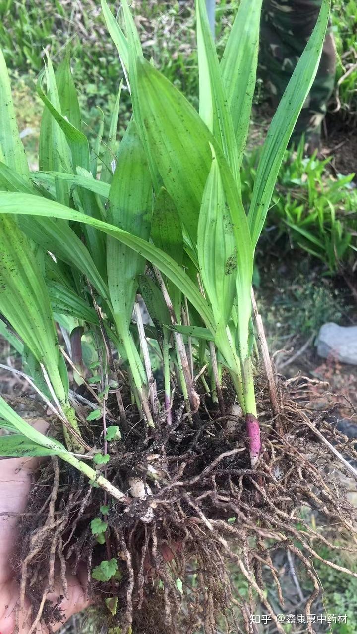 白芨种植的技术_种植白芨技术_种植技术白芨视频