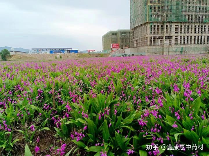 白芨种植的技术_种植白芨技术_种植技术白芨视频