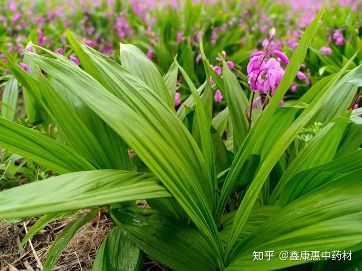 种植白芨技术_种植技术白芨视频_白芨种植的技术