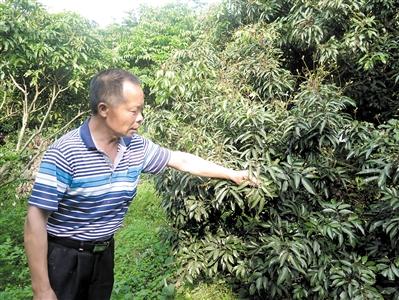 种荔枝赚钱_荔枝致富经_致富经 荔枝