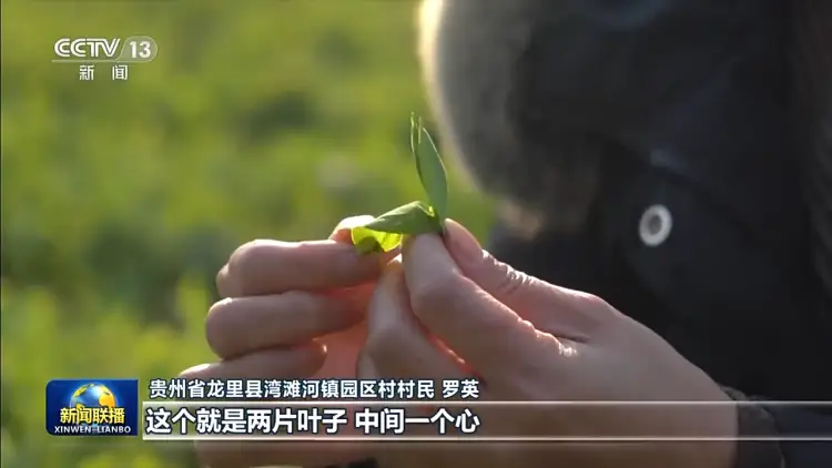 家庭种植豌豆苗芽苗菜小窍门_豌豆芽菜种植方法_豌豆芽种植致富