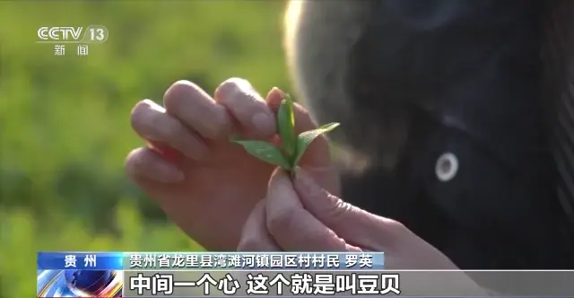 豌豆芽种植致富_家庭种植豌豆苗芽苗菜小窍门_豌豆芽菜种植方法