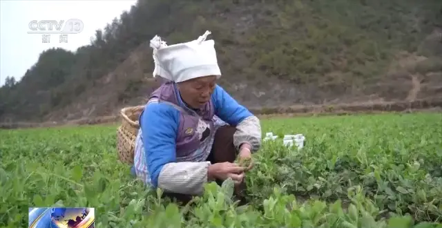 豌豆芽种植致富_豌豆芽菜种植方法_家庭种植豌豆苗芽苗菜小窍门