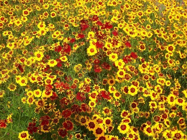 致富种植花卉_花卉致富种植有哪些_种花致富经