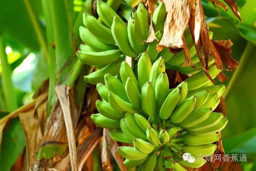 粉蕉的种植技术_怎么种粉蕉高产_粉蕉高产栽培技术