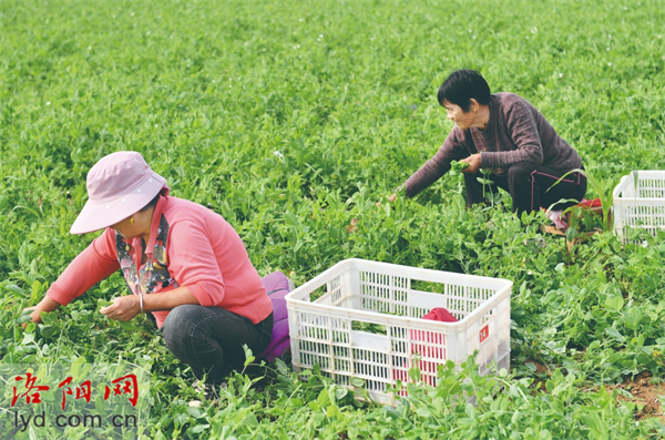 偃师区大口村：豌豆尖抢“鲜”上市 闯出致富新路中国文明网联盟 洛阳站