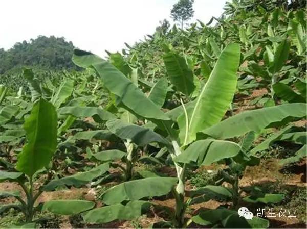 粉蕉栽培关键技术_粉蕉的种植技术_粉蕉高产栽培技术